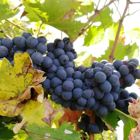 Comparone Casavecchia * Città di Castello