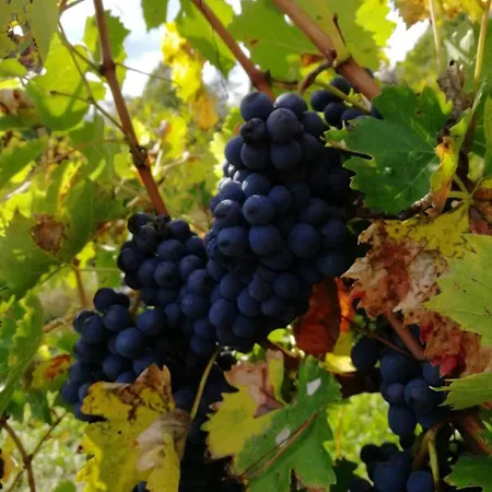 Comparone Casavecchia * Città di Castello