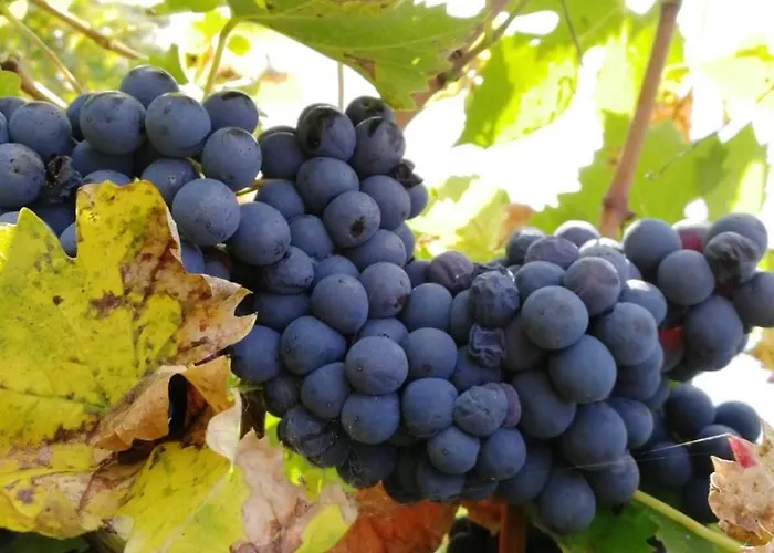 Comparone Casavecchia * Città di Castello