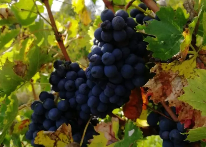 Comparone Casavecchia * Città di Castello